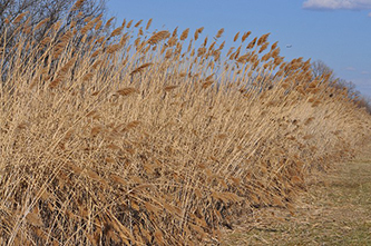 Uploaded Image: /vs-uploads/Invasives Blog/CommonReedGrass.jpg